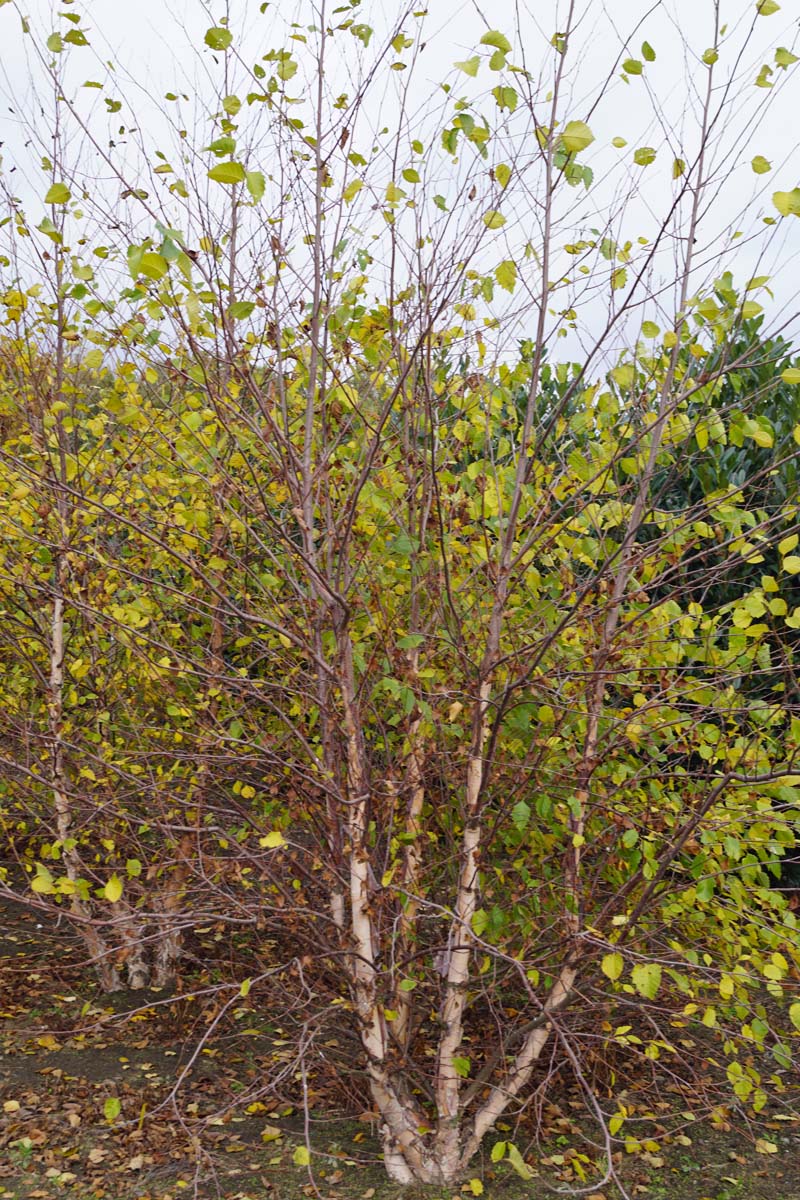 Betula nigra meerstammig / struik meerstammig