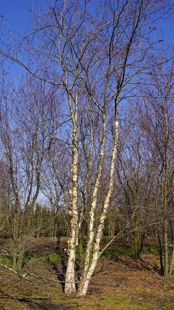 Betula nigra 'Heritage' meerstammig / struik meerstammig