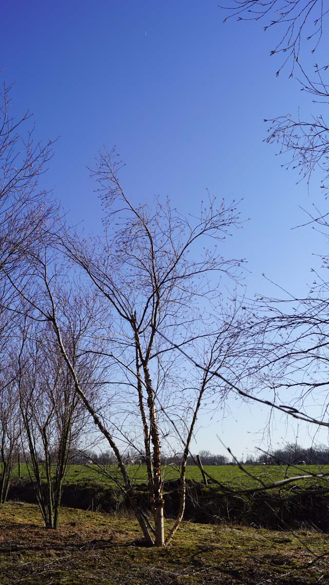 Betula nigra 'Heritage' meerstammig / struik meerstammig