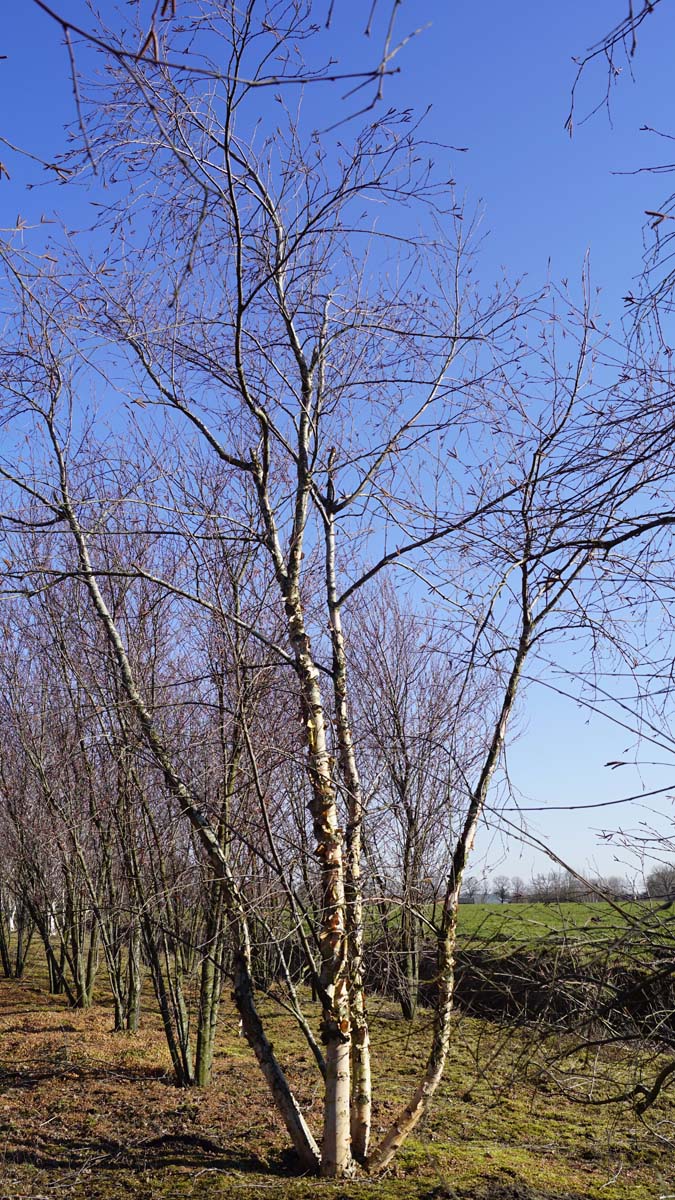 Betula nigra 'Heritage' meerstammig / struik meerstammig