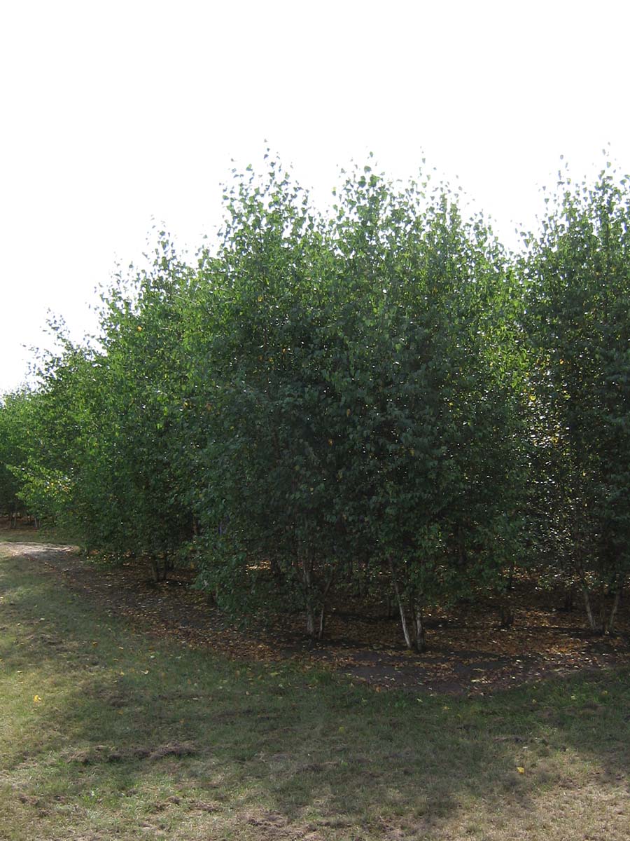 Betula papyrifera meerstammig / struik meerstammig
