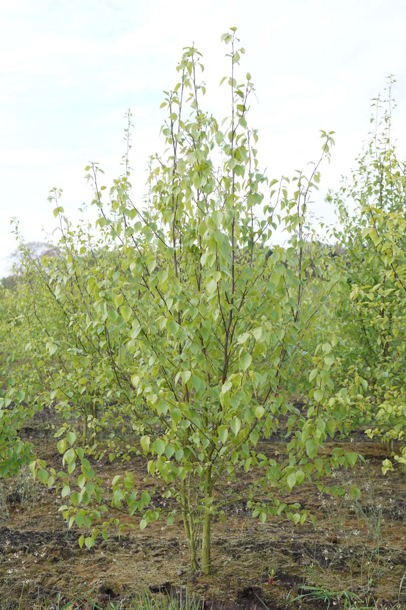 Betula papyrifera meerstammig / struik meerstammig