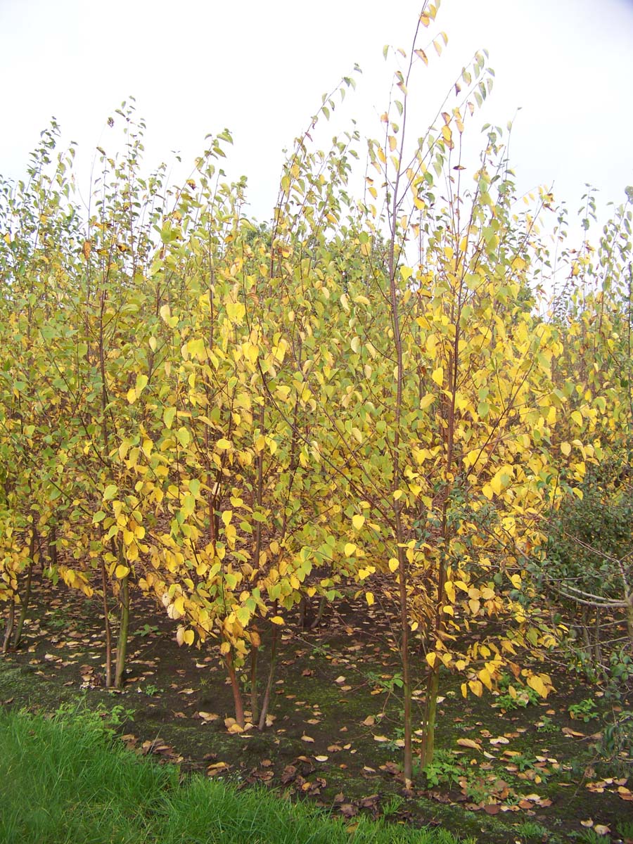 Betula papyrifera meerstammig / struik meerstammig