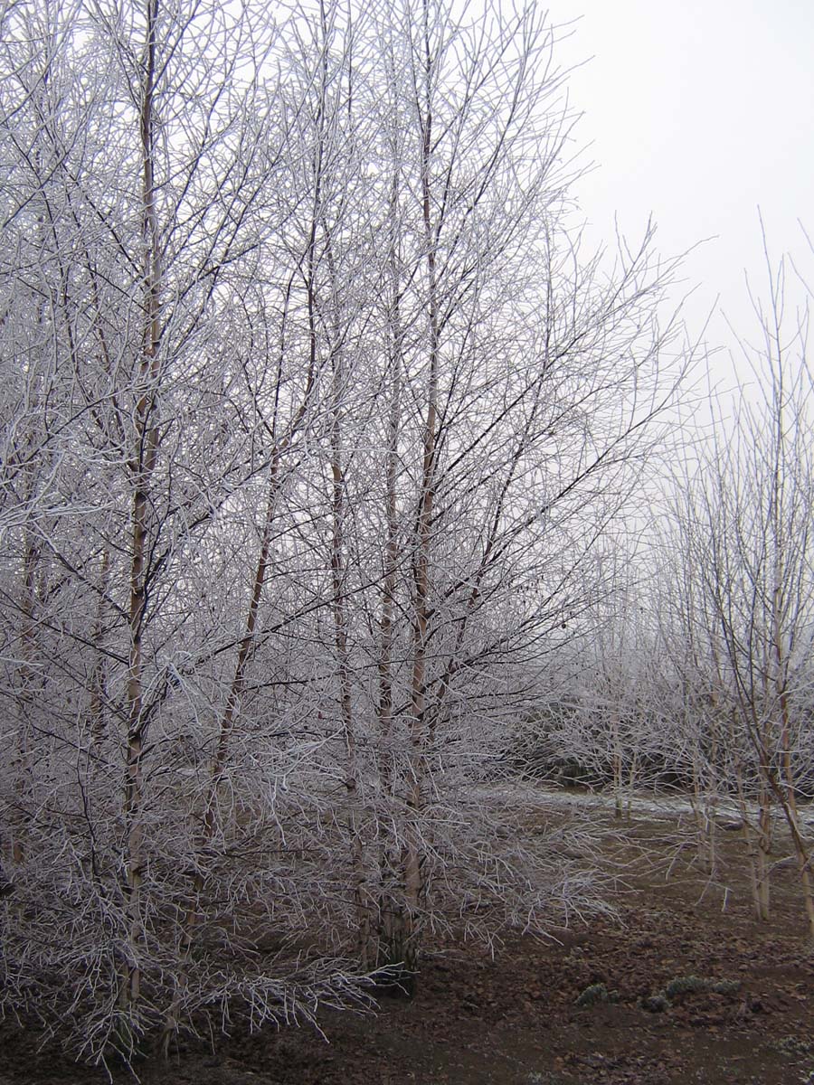 Betula papyrifera meerstammig / struik meerstammig