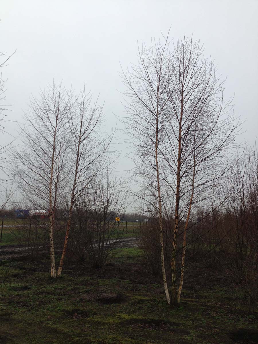 Betula papyrifera meerstammig / struik meerstammig