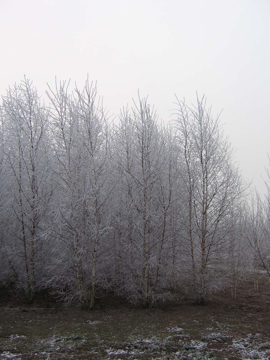 Betula pendula meerstammig / struik meerstammig
