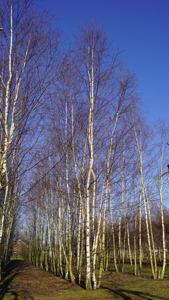 Betula pendula meerstammig / struik meerstammig