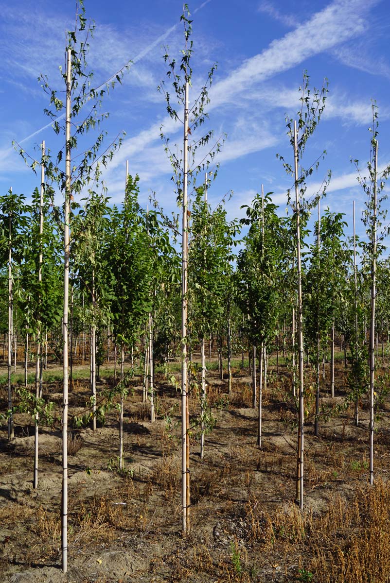 Betula pendula 'Crispa' op stam op stam