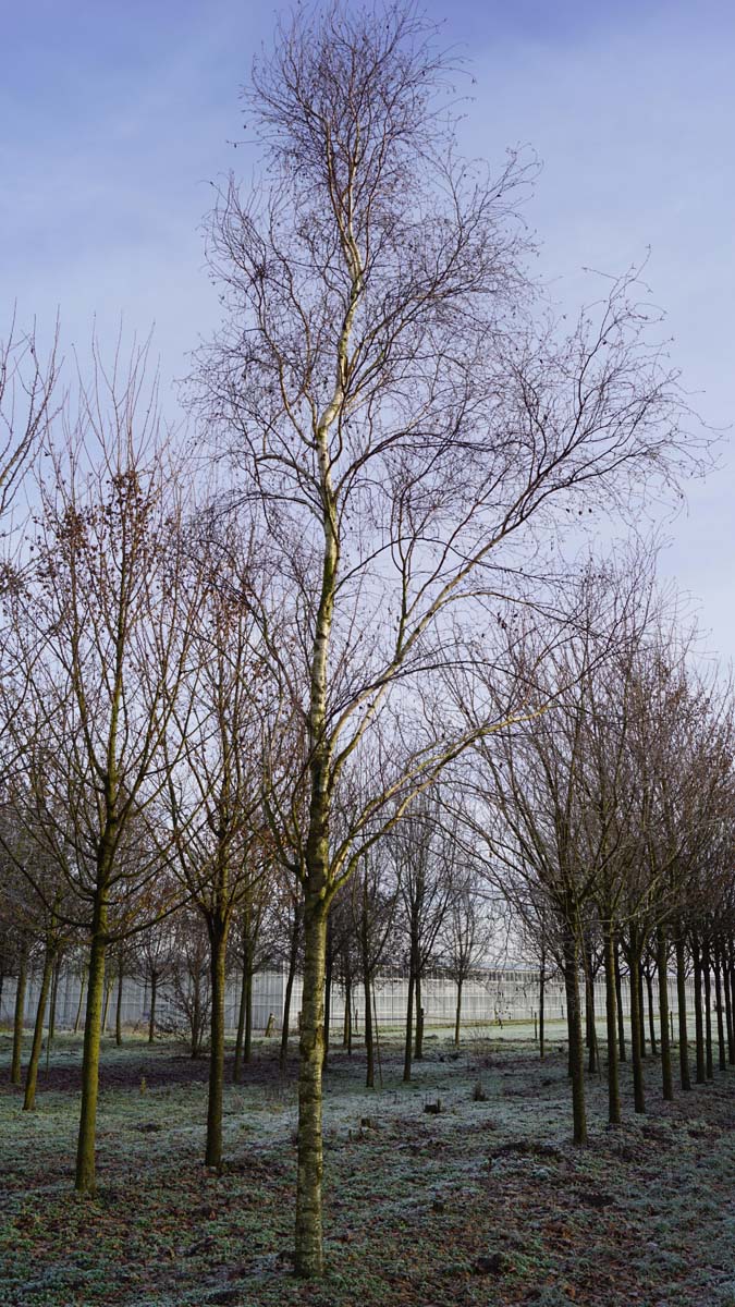 Betula pendula 'Fastigiata' op stam op stam