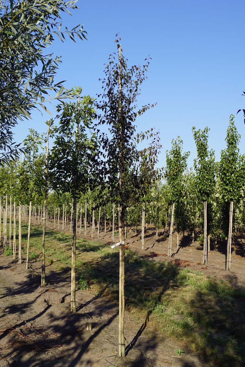 Betula pendula 'Purpurea' op stam op stam