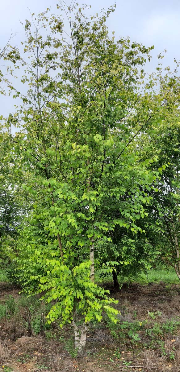 Betula pendula 'Schneverdinger Goldbirke' meerstammig / struik meerstammig