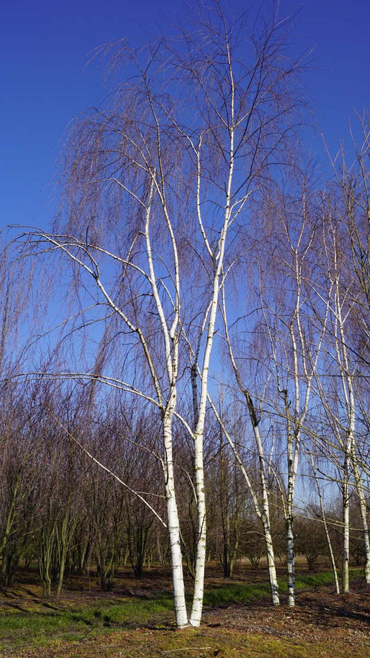 Betula pendula 'Tristis' meerstammig / struik meerstammig