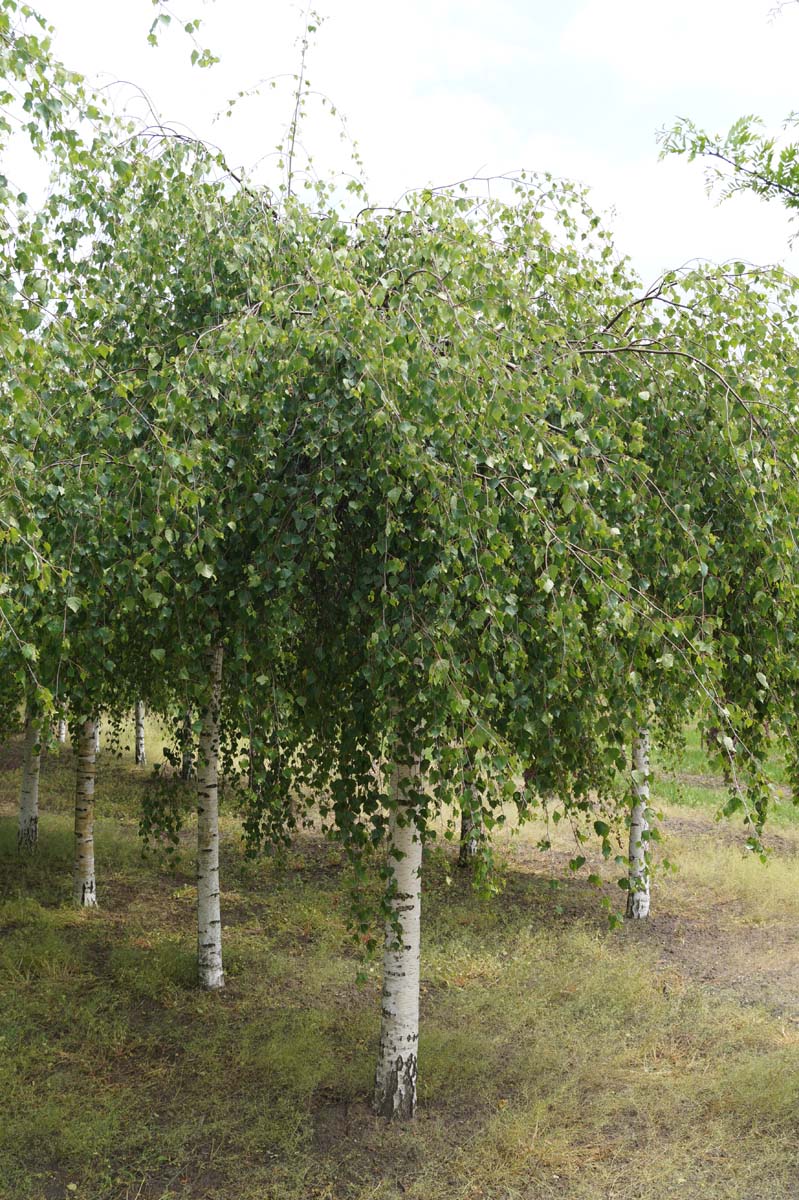 Betula pendula 'Youngii' op stam