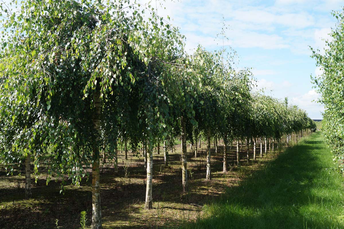 Betula pendula 'Youngii' op stam