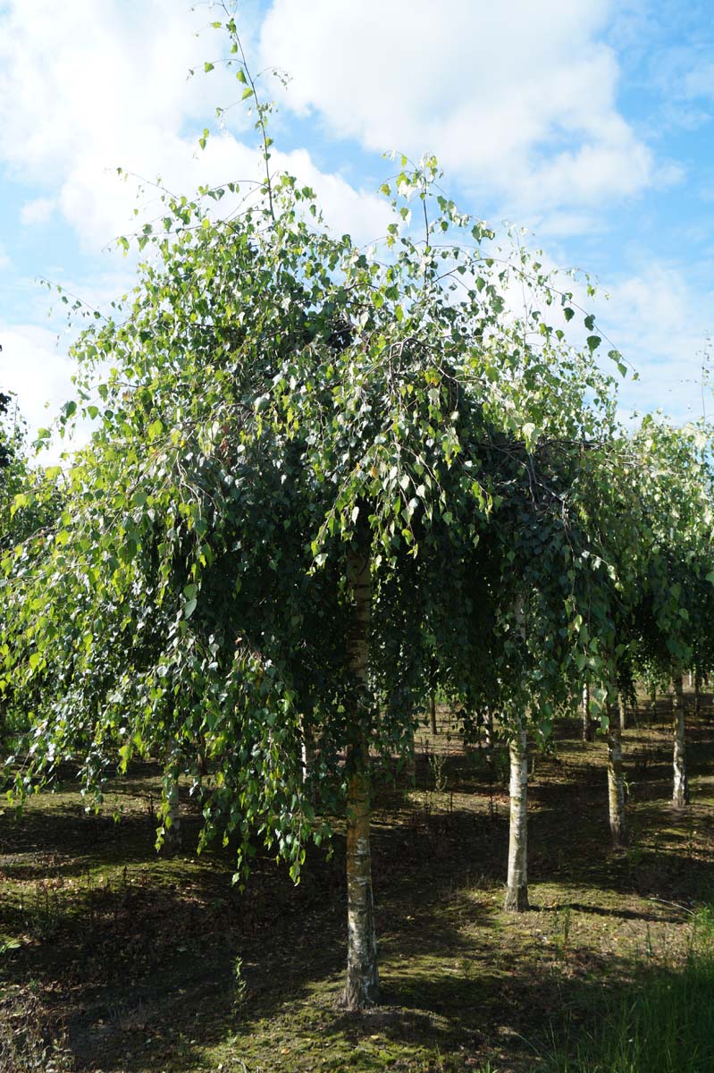 Betula pendula 'Youngii' op stam