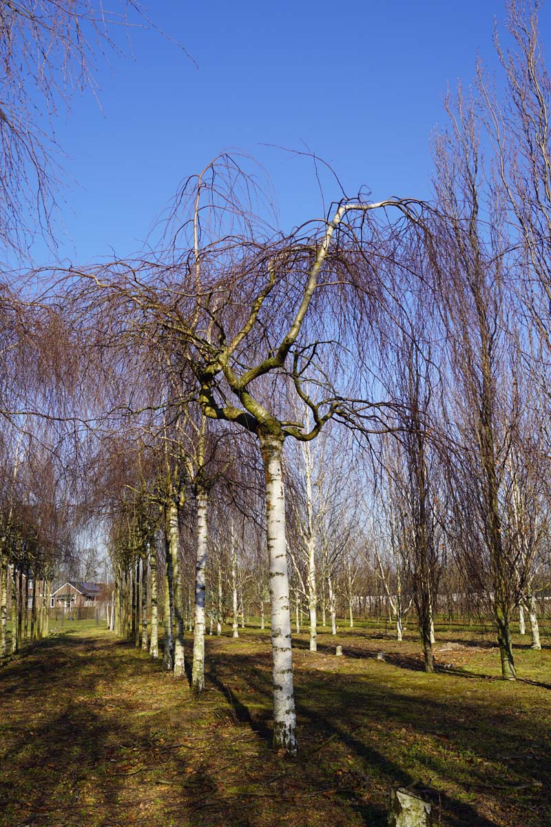 Betula pendula 'Youngii' op stam