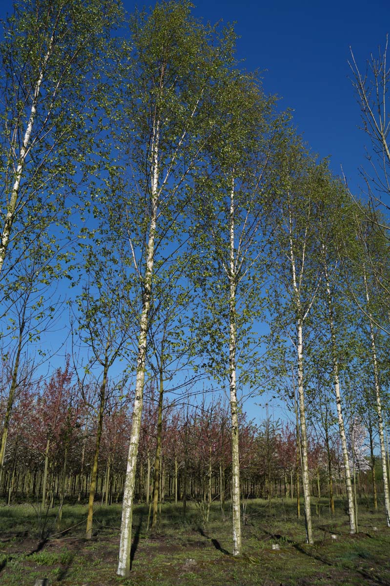 Betula pendula 'Zwitsers Glorie' op stam op stam