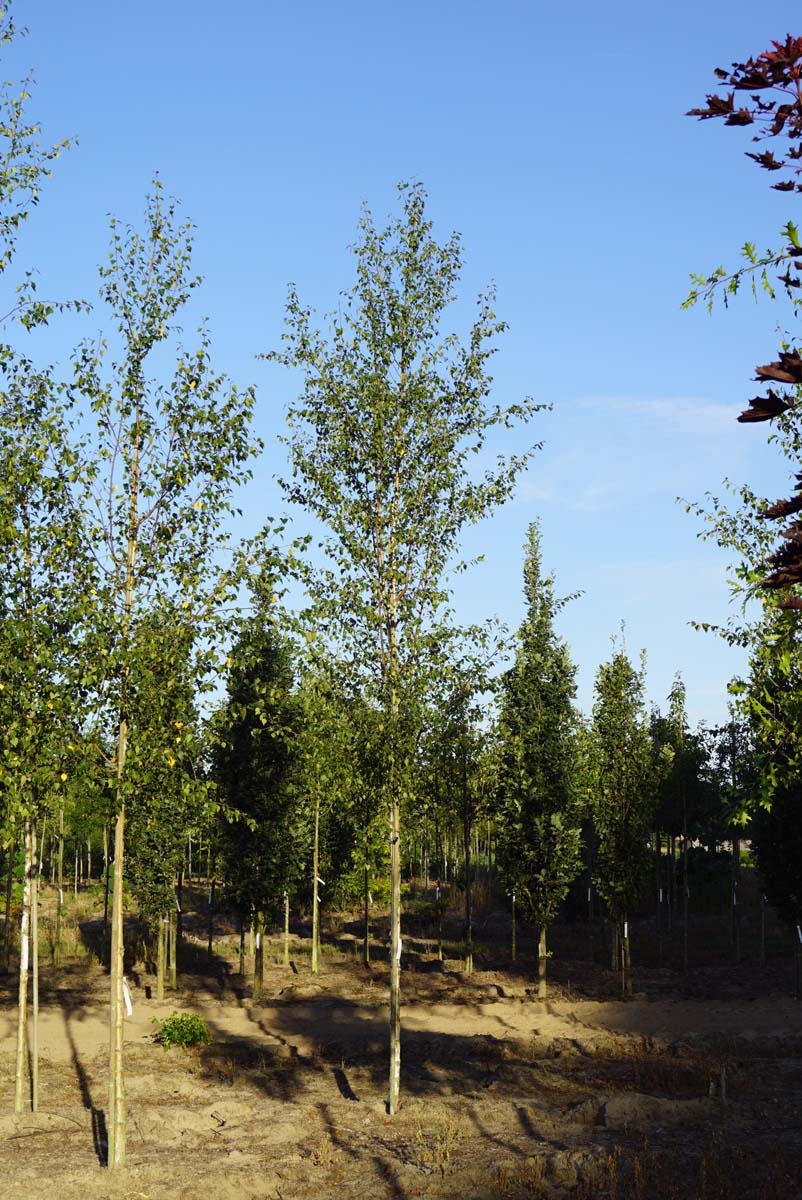 Betula pendula 'Zwitsers Glorie' op stam op stam