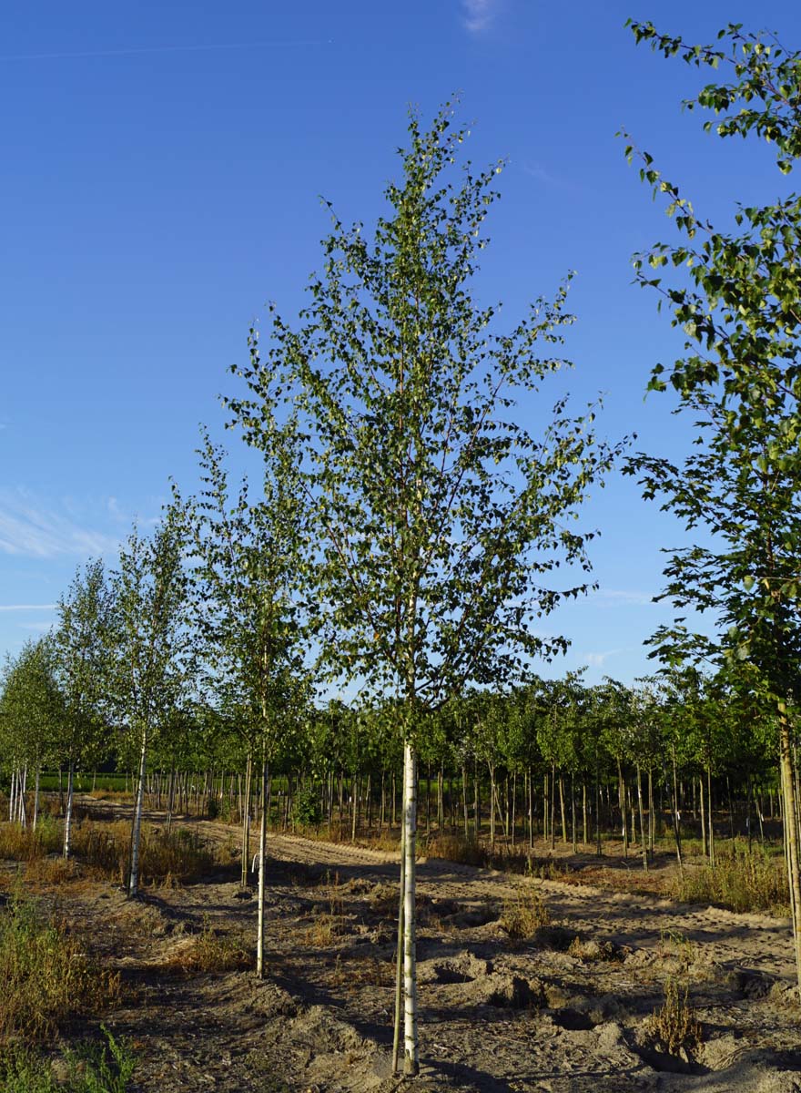 Betula pendula 'Zwitsers Glorie' op stam op stam