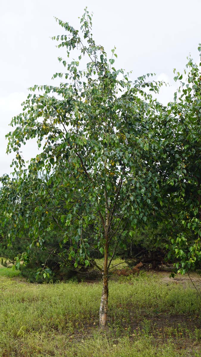 Betula utilis albosinensis solitair solitair