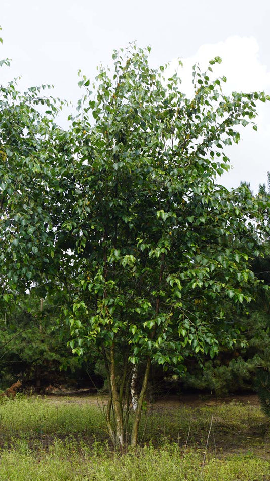 Betula utilis albosinensis meerstammig / struik meerstammig