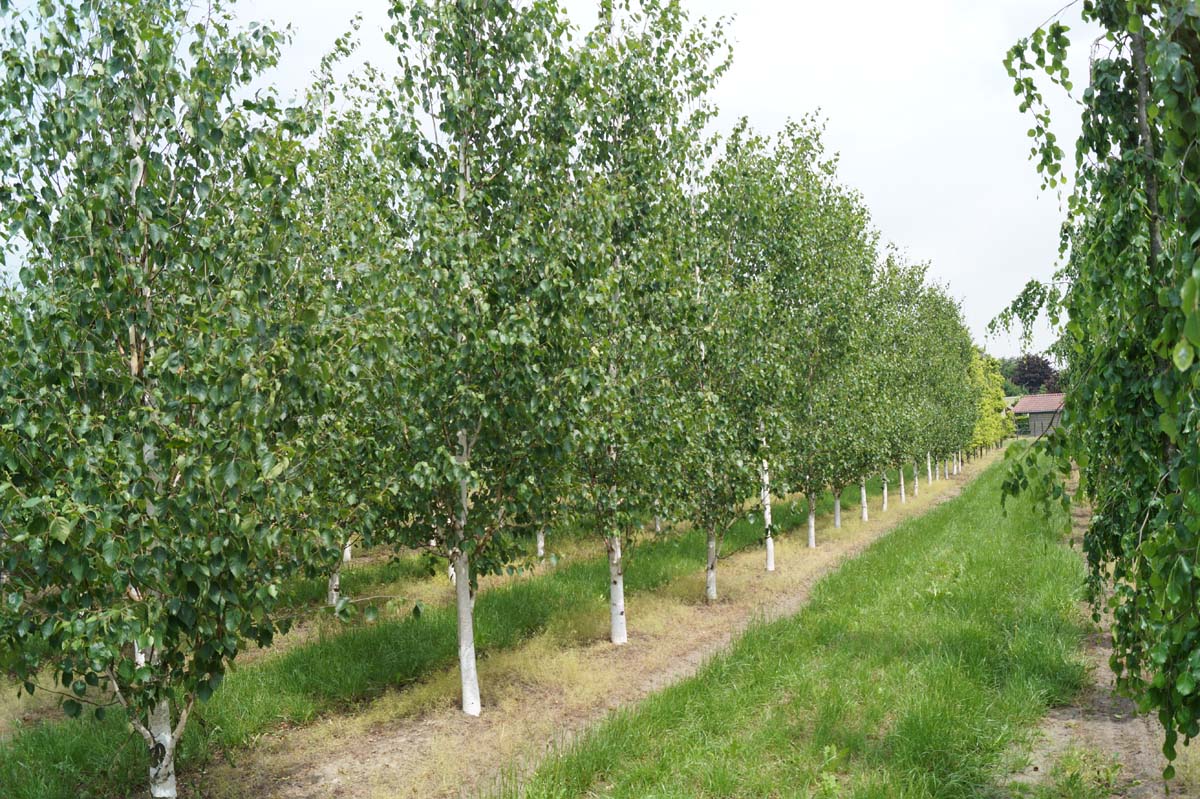 Betula utilis 'Doorenbos' solitair solitair