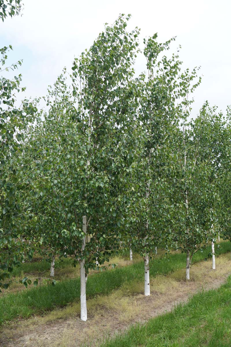 Betula utilis 'Doorenbos' solitair solitair