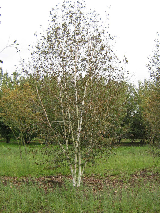 Betula utilis 'Doorenbos' meerstammig / struik meerstammig