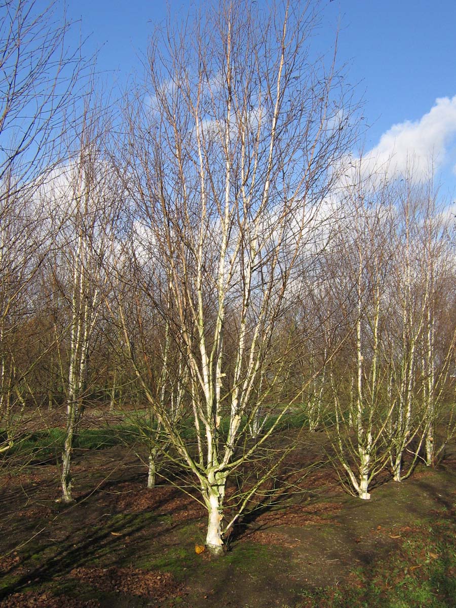 Betula utilis 'Doorenbos' solitair solitair