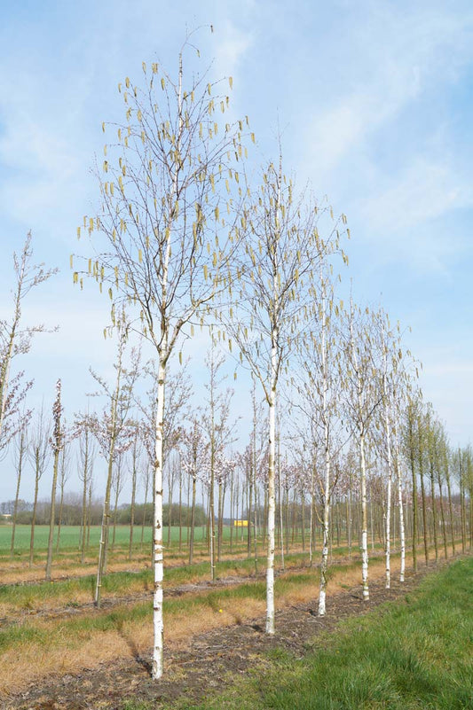 Betula utilis 'Doorenbos' op stam op stam