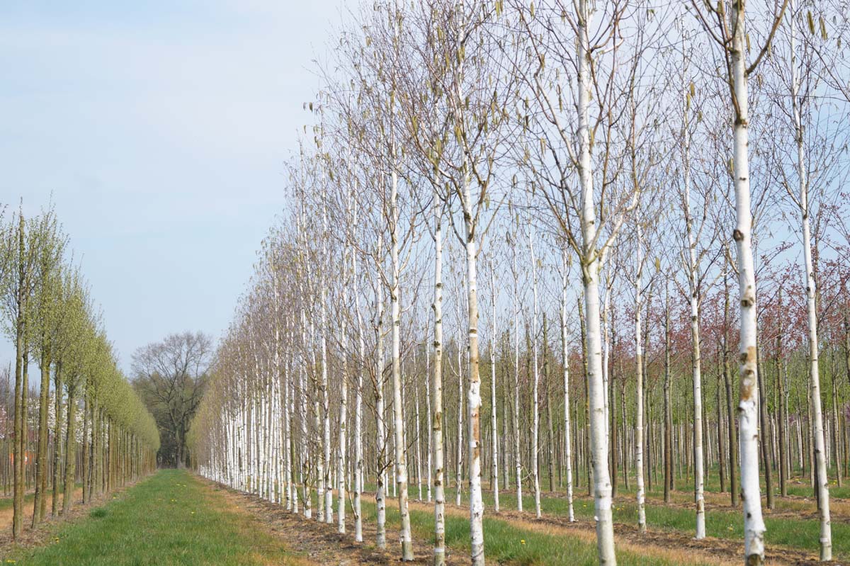 Betula utilis 'Doorenbos' op stam op stam