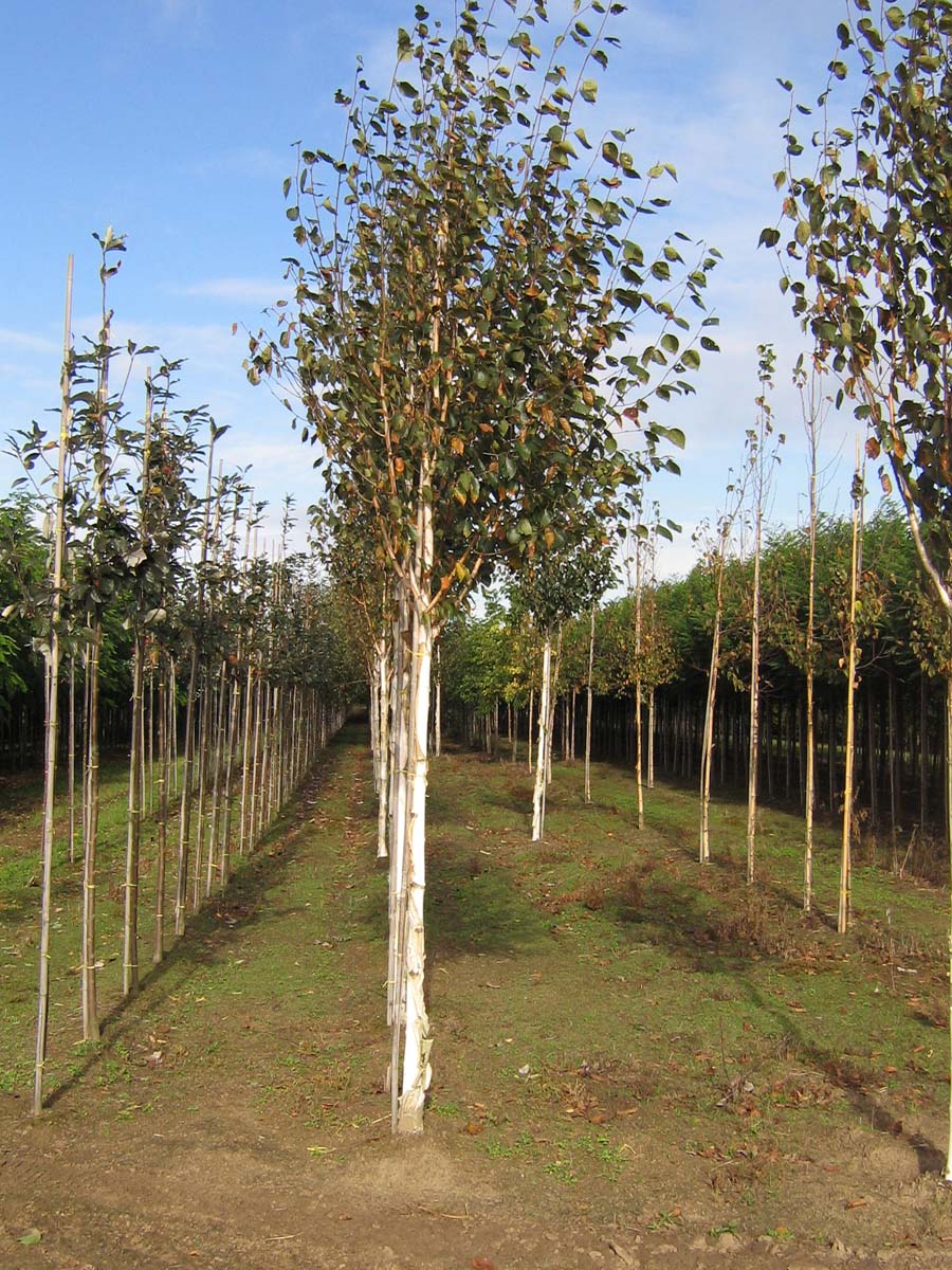 Betula utilis 'Doorenbos' op stam op stam