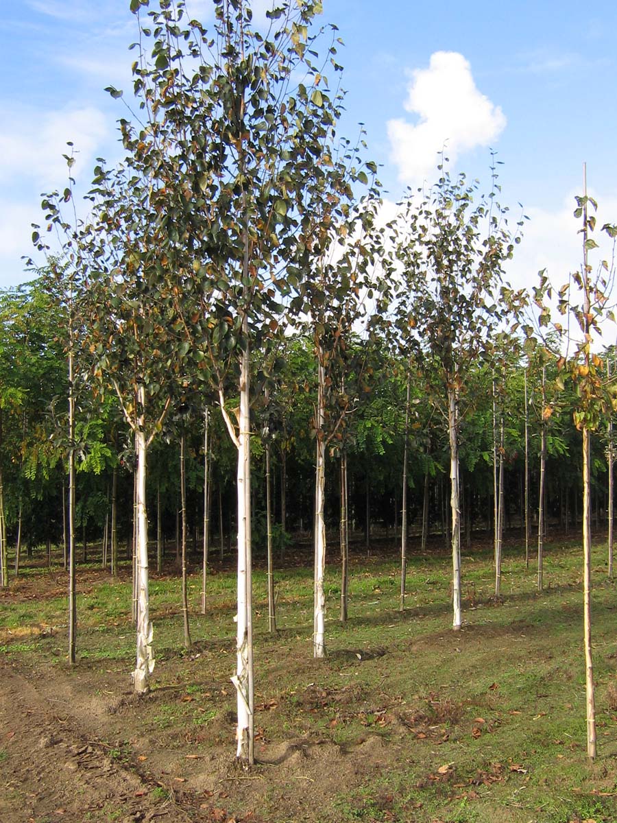 Betula utilis 'Doorenbos' op stam op stam