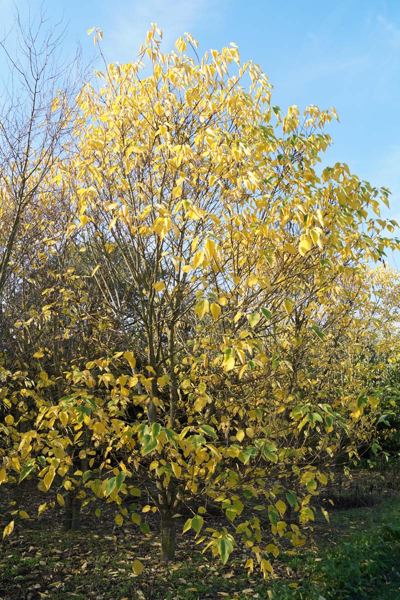 Broussonetia papyrifera solitair solitair