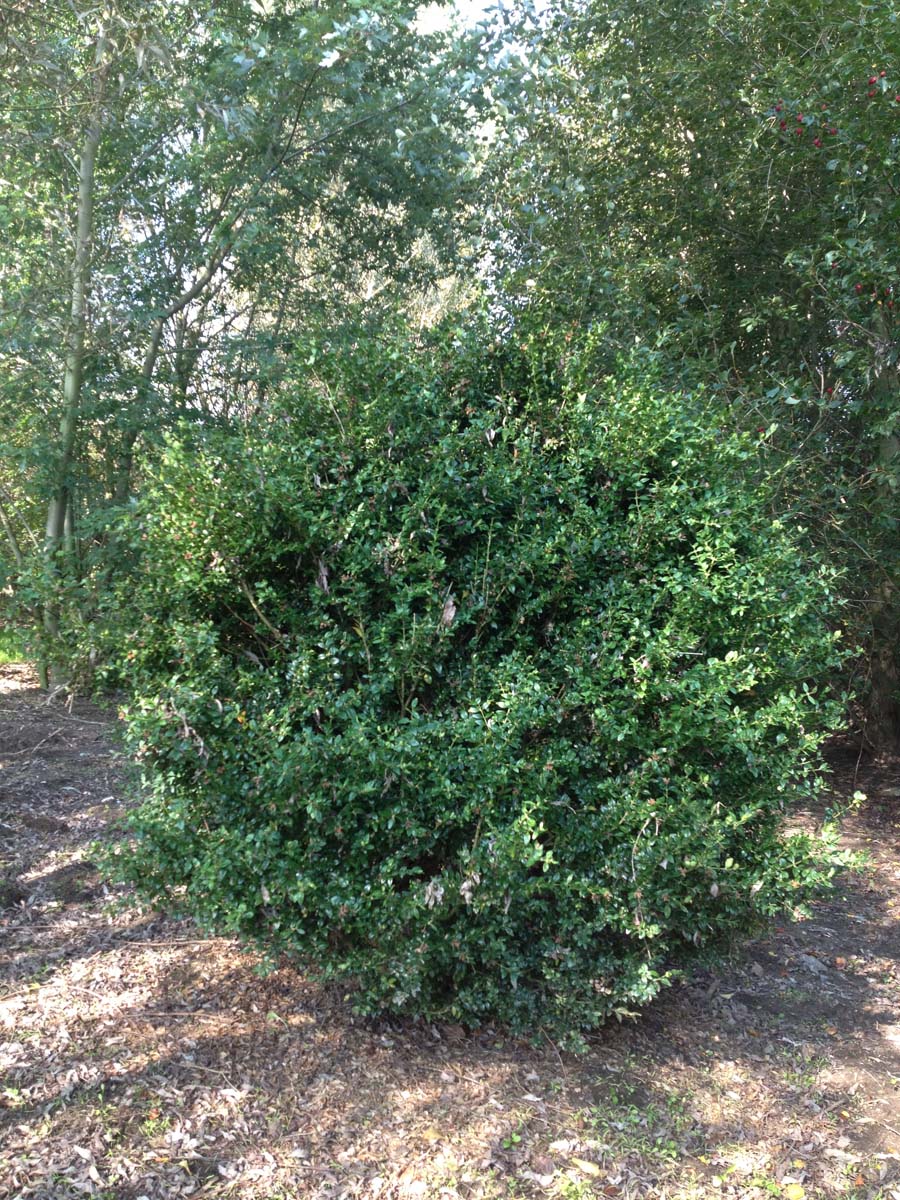 Buxus sempervirens solitair