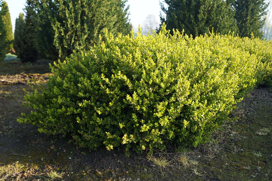 Buxus microphylla 'Faulkner'