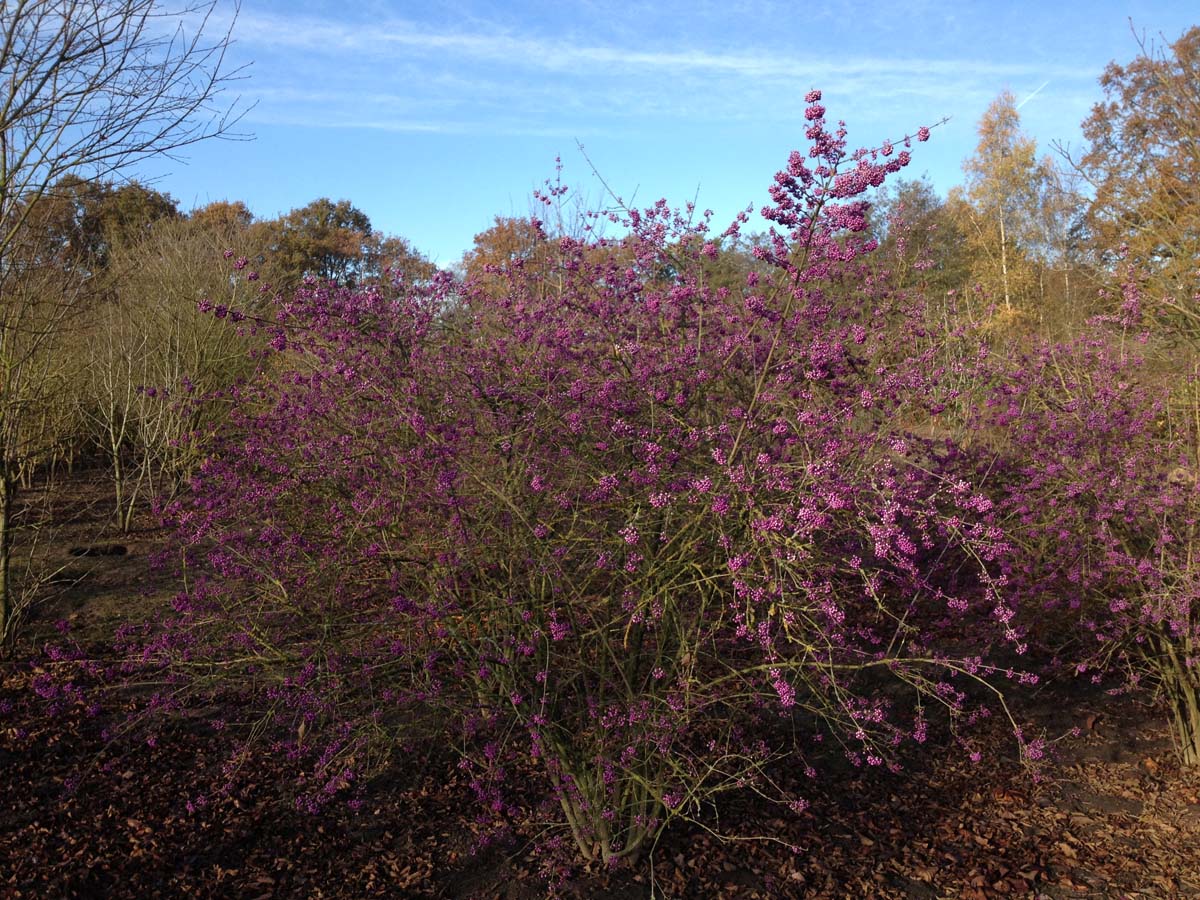 Callicarpa bodinieri 'Profusion' meerstammig / struik meerstammig
