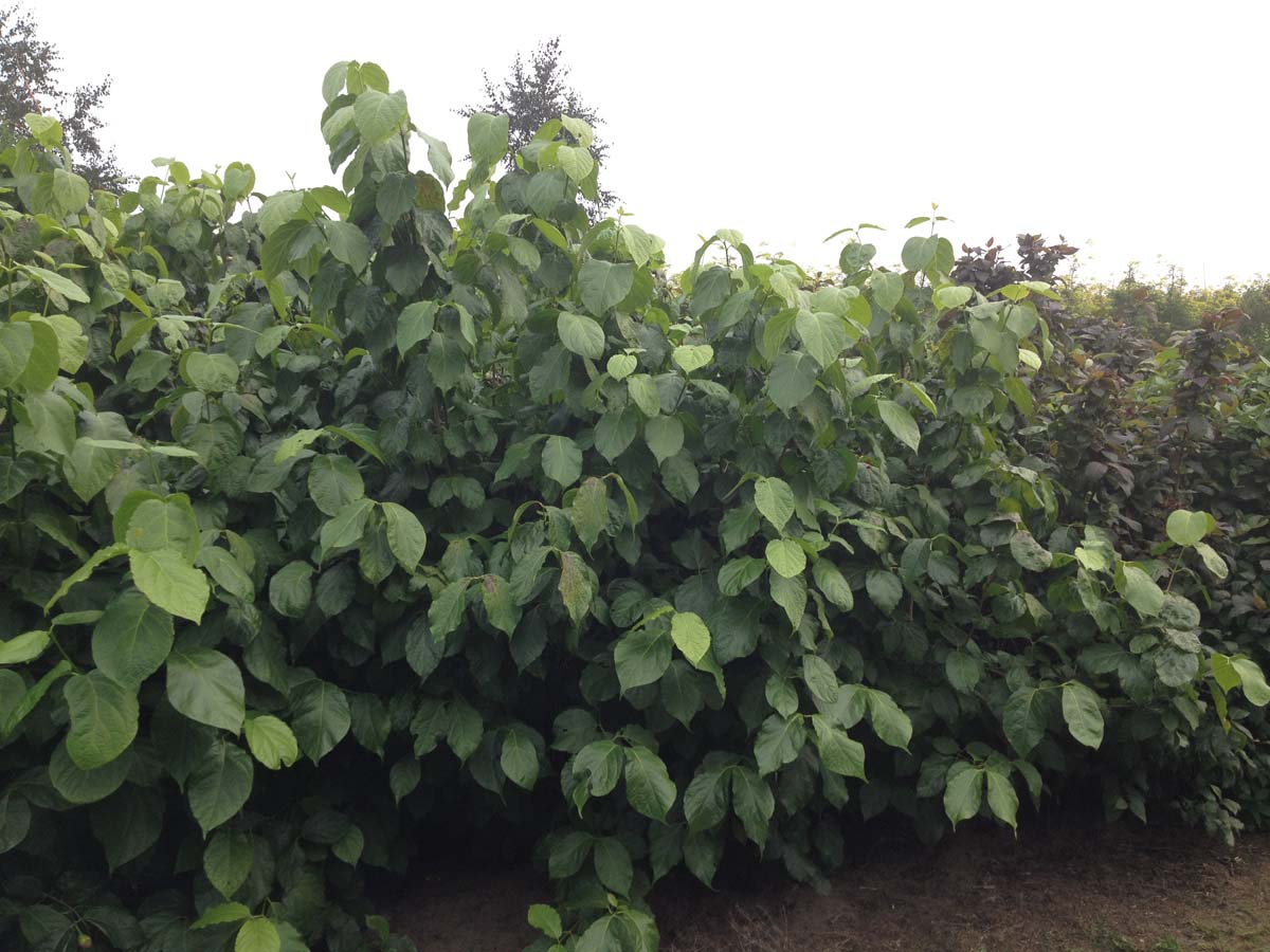 Calycanthus chinensis meerstammig / struik