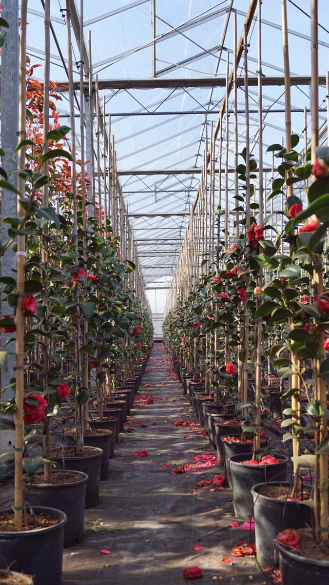 Camellia japonica 'Principessa Baciocchi' Tuinplanten