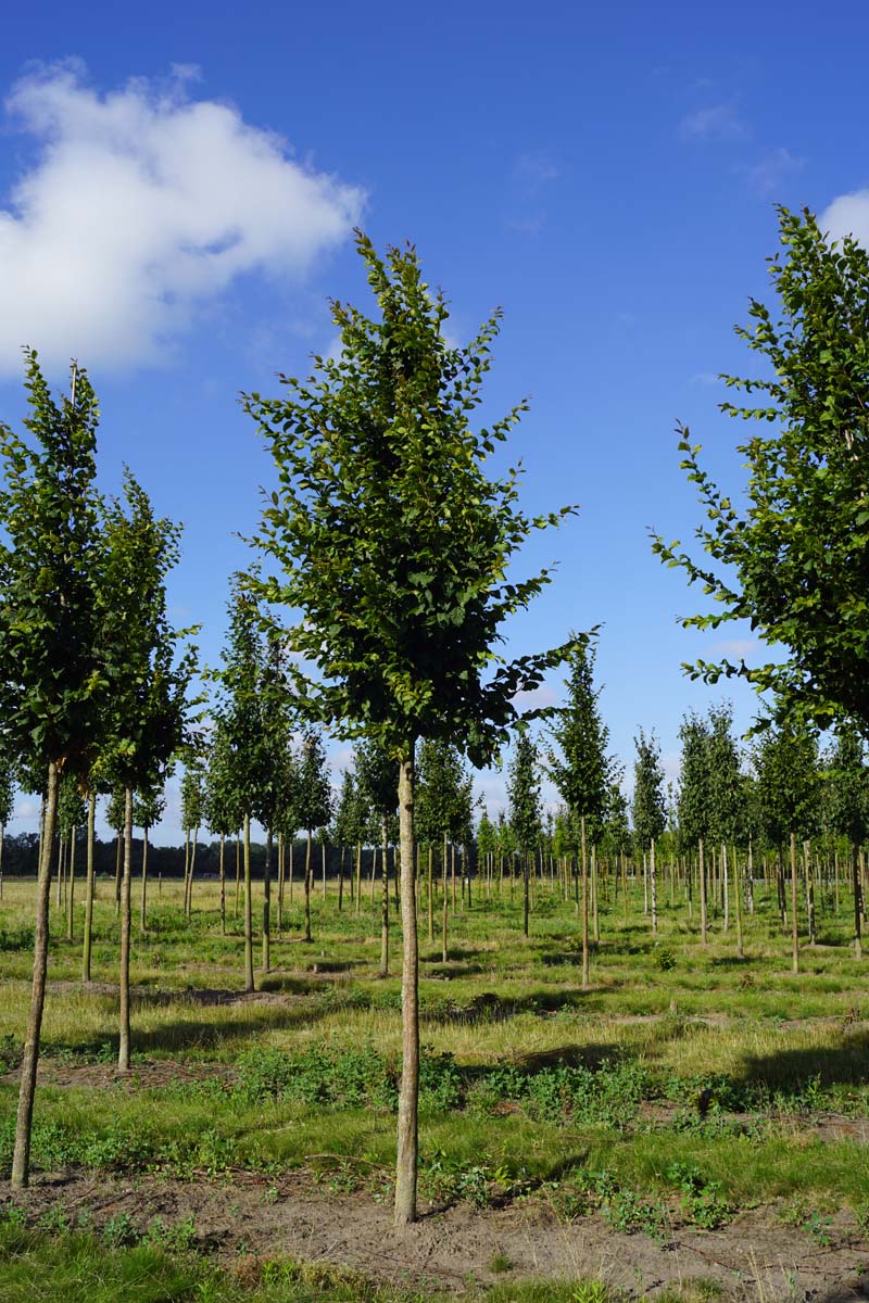 Carpinus betulus 'A. Beeckman' op stam op stam