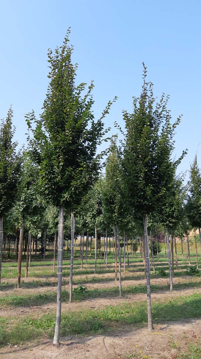 Carpinus betulus 'Frans Fontaine' op stam op stam
