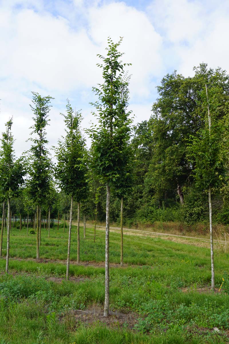 Carpinus betulus 'Frans Fontaine' op stam op stam