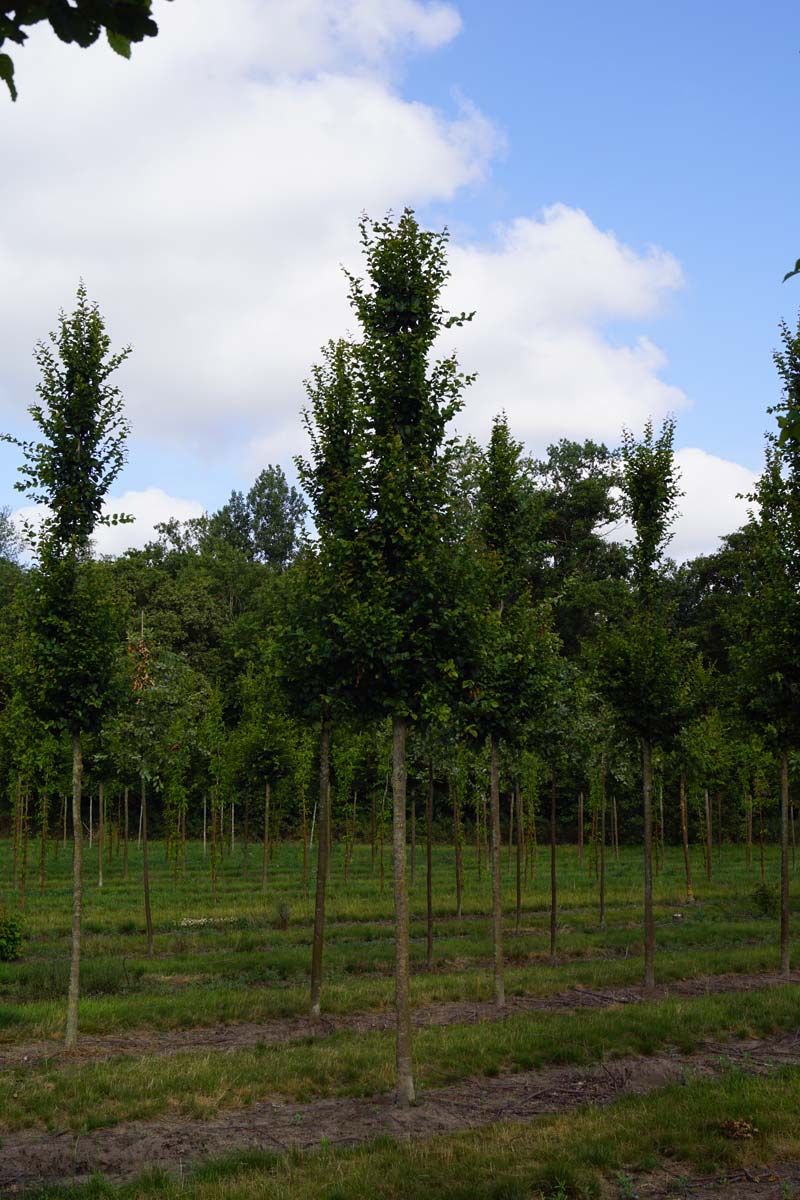 Carpinus betulus 'Lucas' op stam op stam
