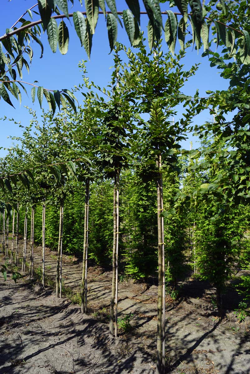 Carpinus betulus 'Lucas' op stam op stam