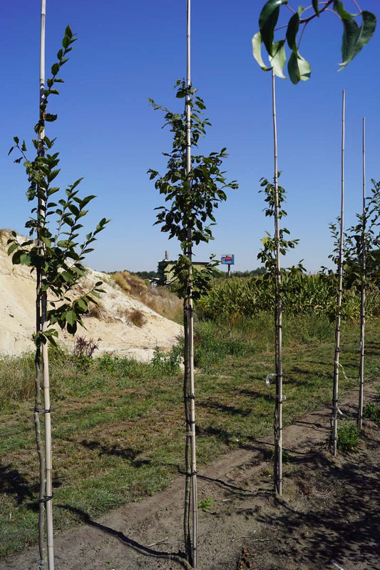 Carpinus betulus 'Purpurea' op stam