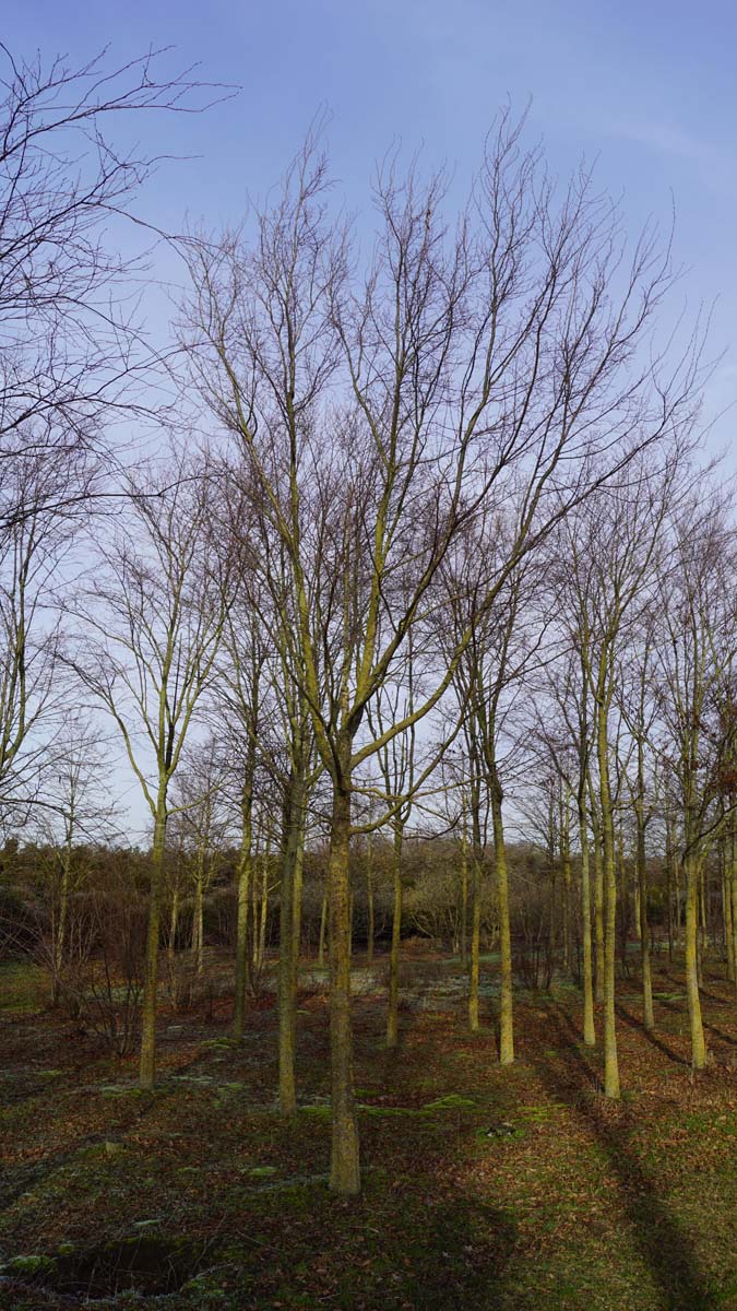 Carpinus turczaninowii solitair solitair