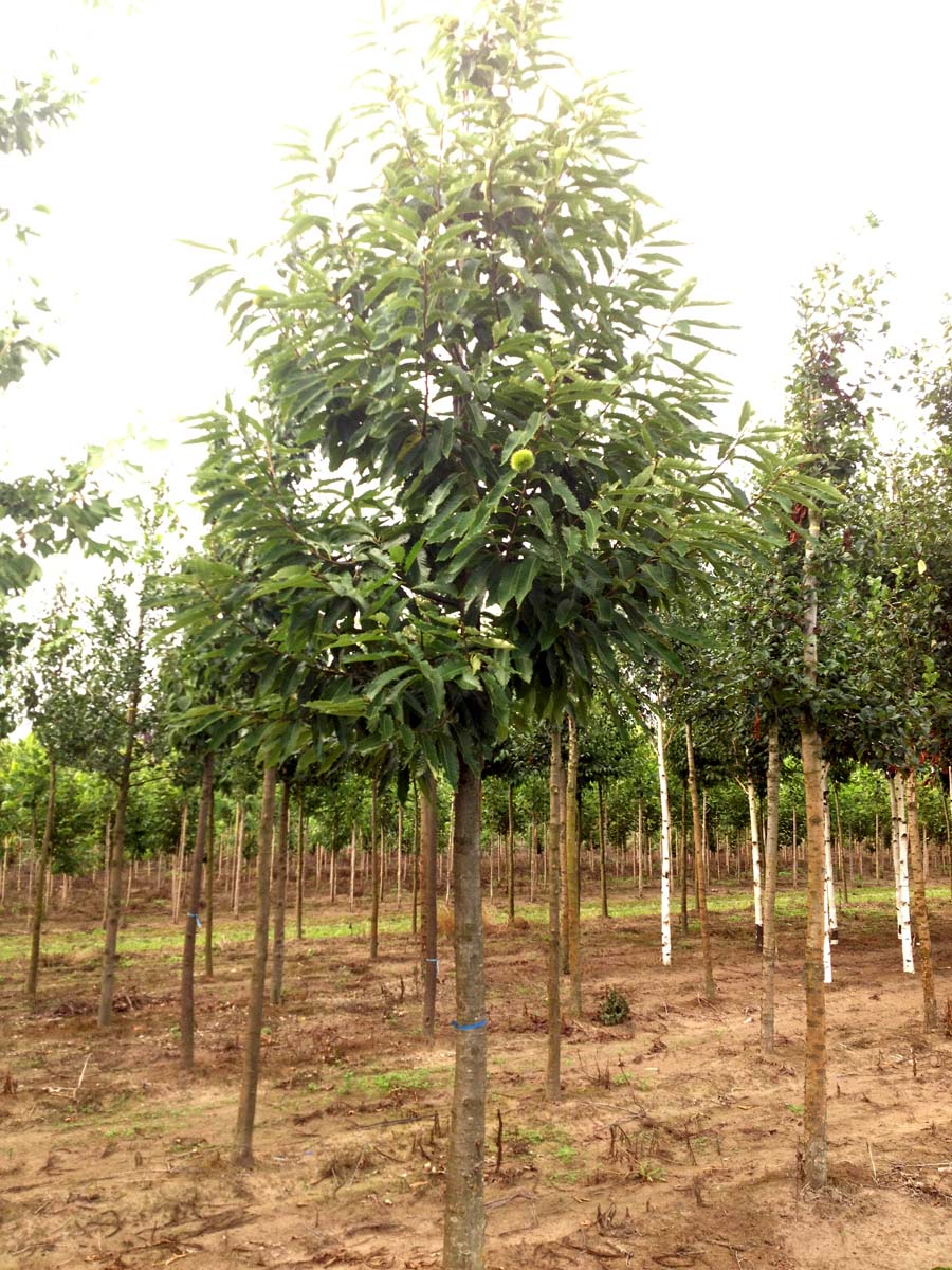 Castanea sativa op stam op stam