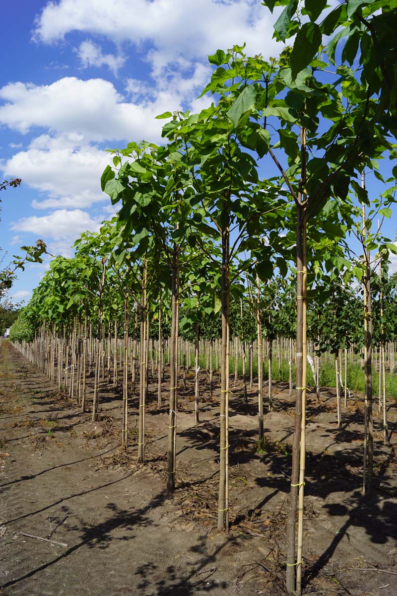 Catalpa bignonioides op stam op stam