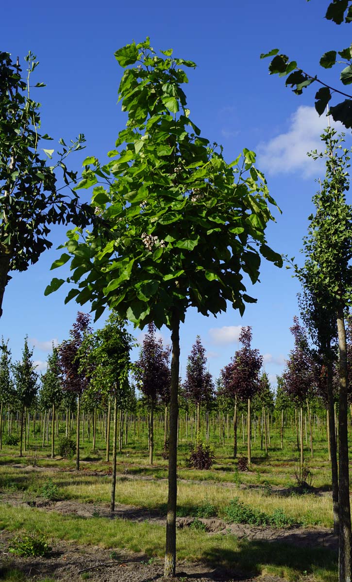 Catalpa bignonioides op stam op stam