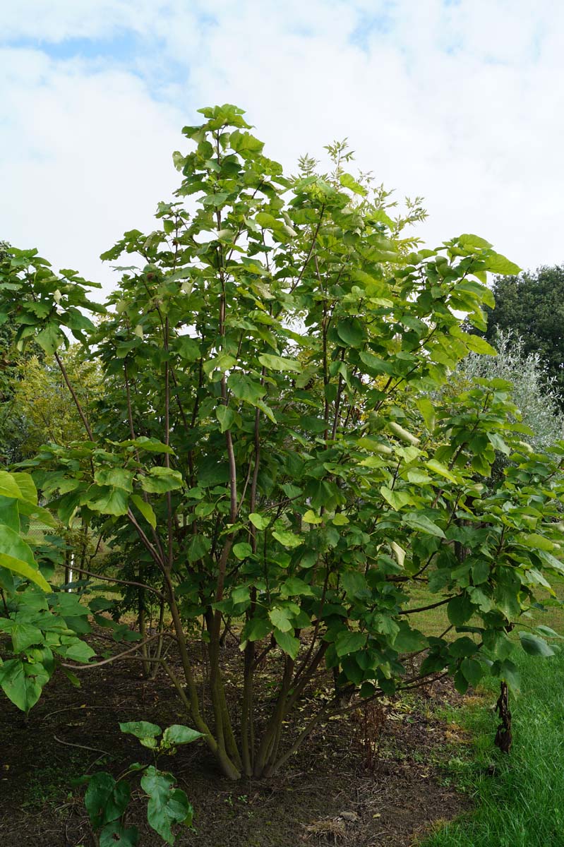 Catalpa bignonioides meerstammig / struik meerstammig